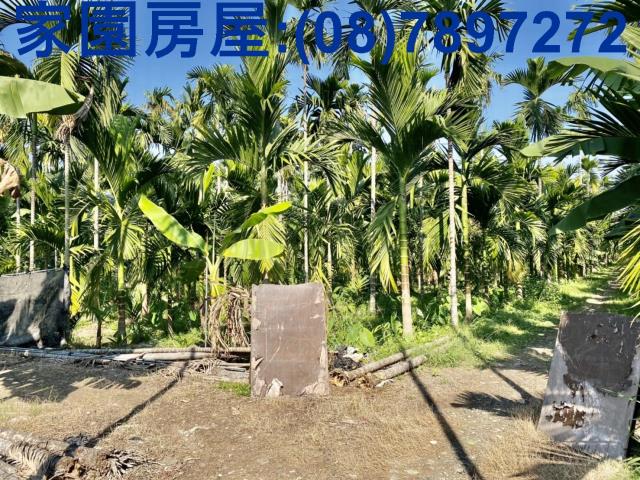 萬巒農地-3