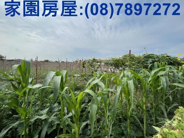 屏東潮州農地-3