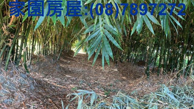 屏東高樹農地-9