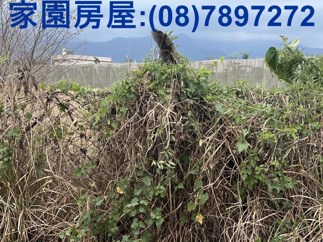 屏東新埤農地-7